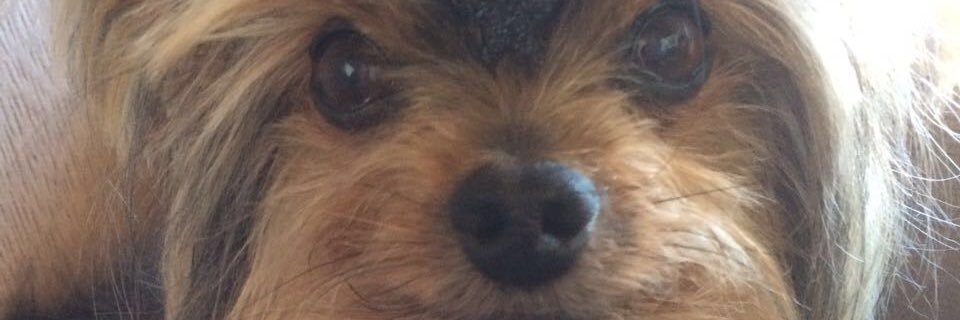 FabricioJacobus's profile banner image