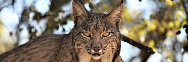 Lince_1312 banner