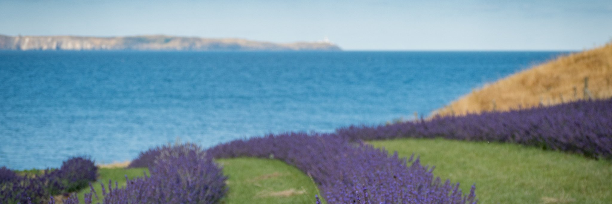 RebelGourmet's profile banner image