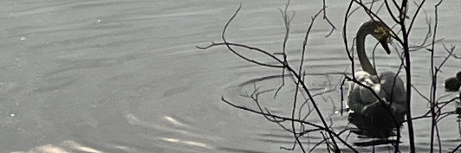 misscburdon's profile banner image