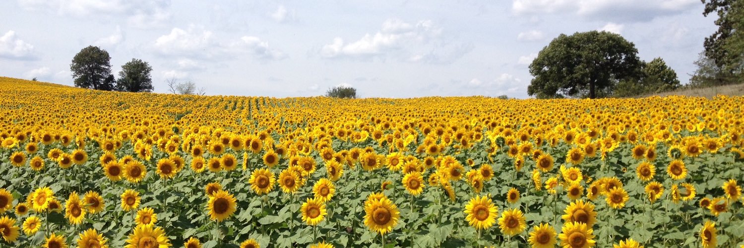 Marikansa's profile banner image