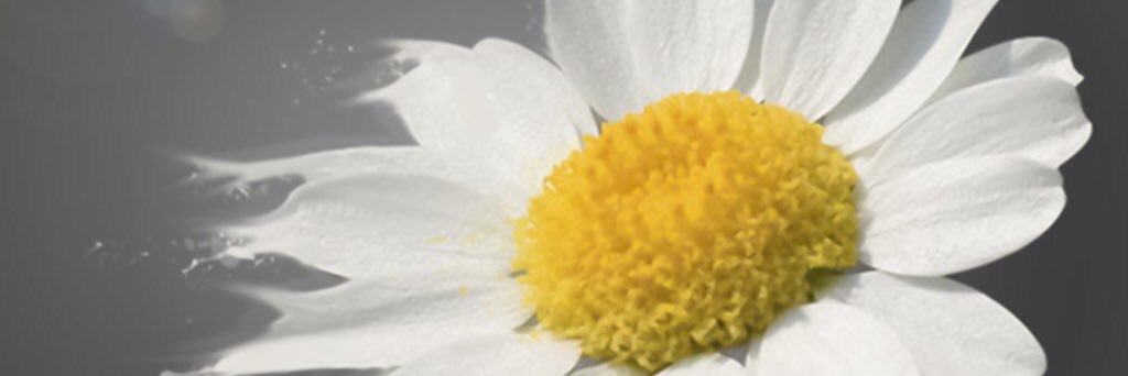 Mira_hoss's profile banner image