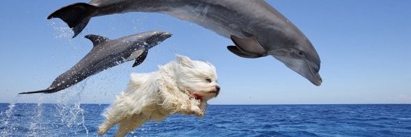Fischerin 🐡's banner