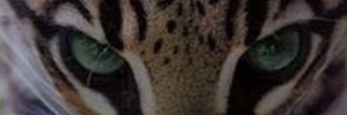 _idkjess's profile banner image