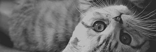 laadyy96's profile banner image