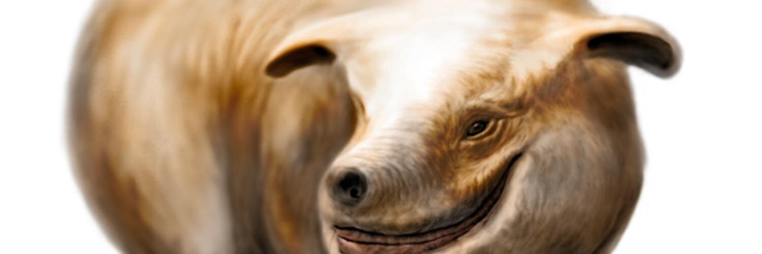 moremorefor banner