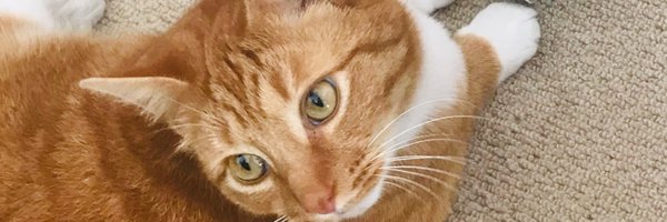 AMeskell Profile Banner