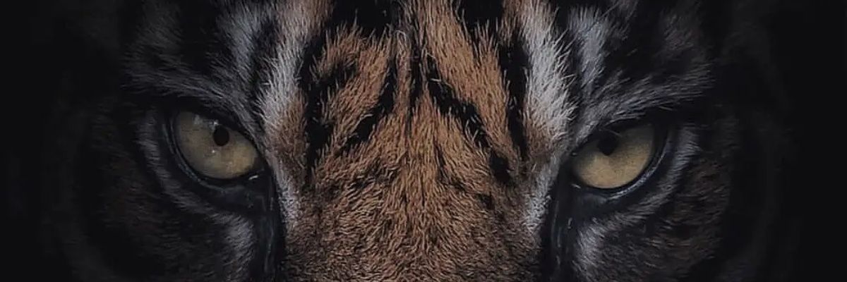0451Tiger's profile banner image