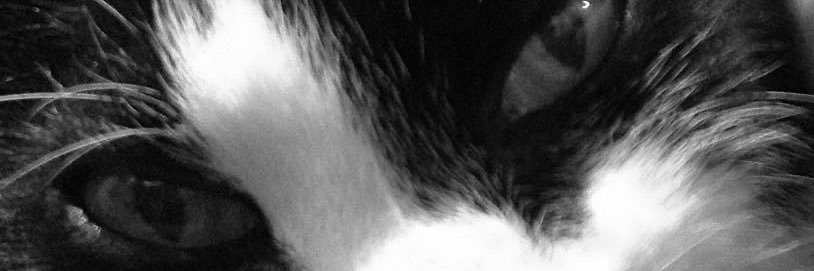 Twttter Pax ♠️ banner