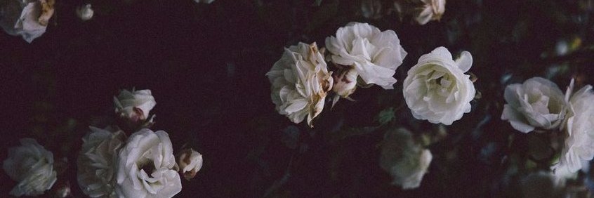 snzroses's profile banner image