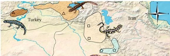 Anura & Lepidosauria working group banner