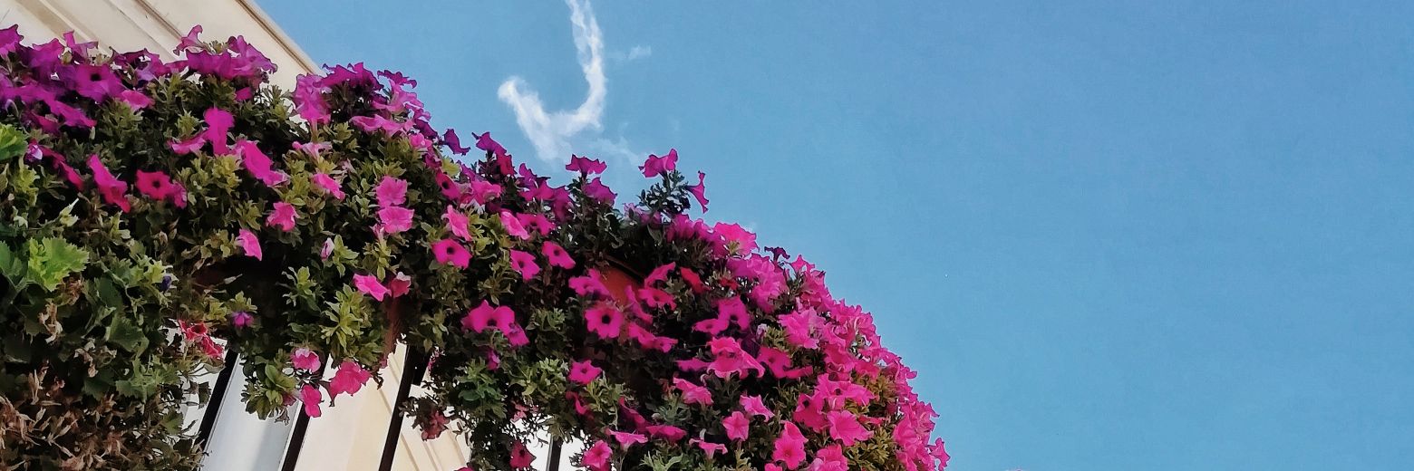 benemale's profile banner image