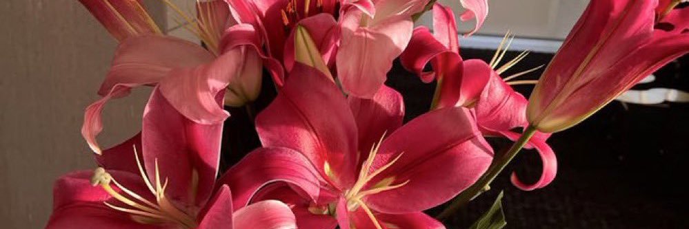 ceren_belge's profile banner image