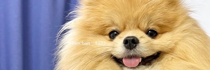 mochan__1222's profile banner image