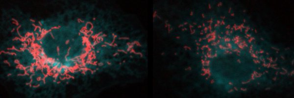 BambouskovaLab Profile Banner