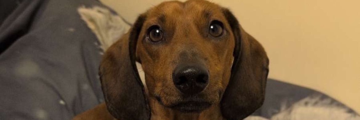 Daniel Brabham banner