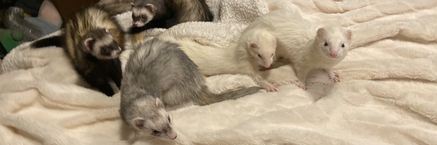 Daily Ferrets banner