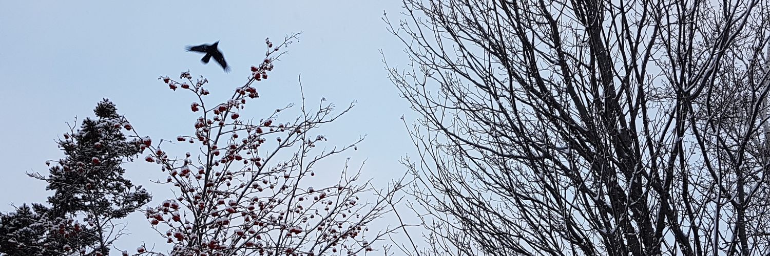 pmmaceachern's profile banner image