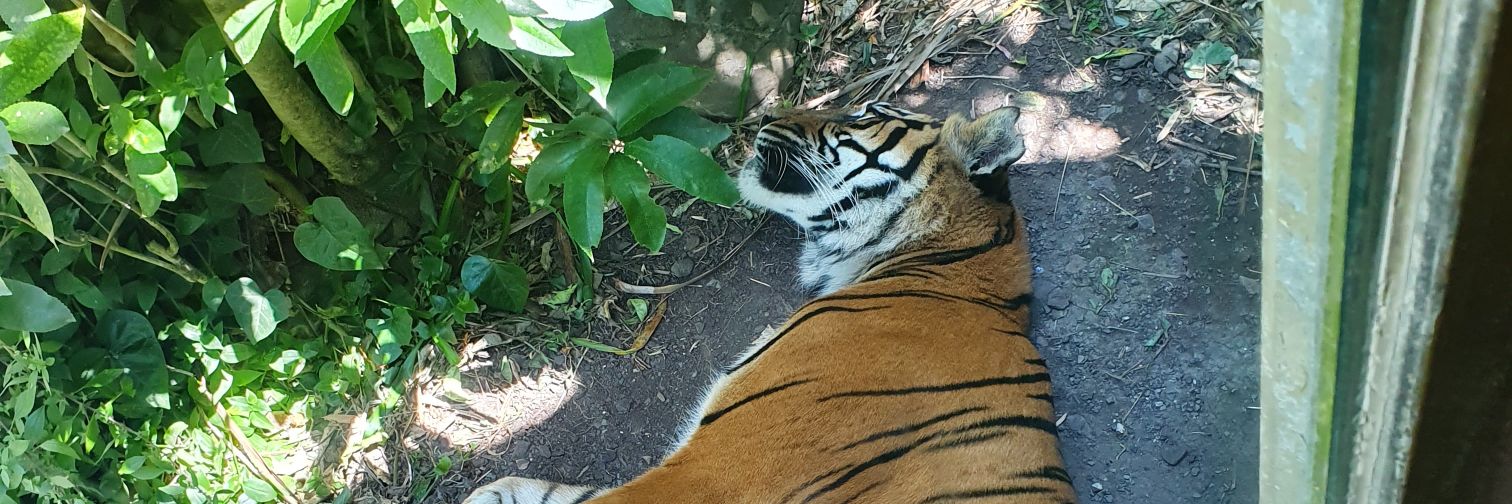 Animation Dual banner