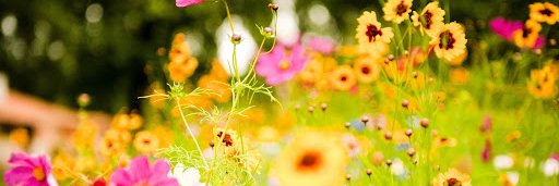 ElizabethAeschl's profile banner image