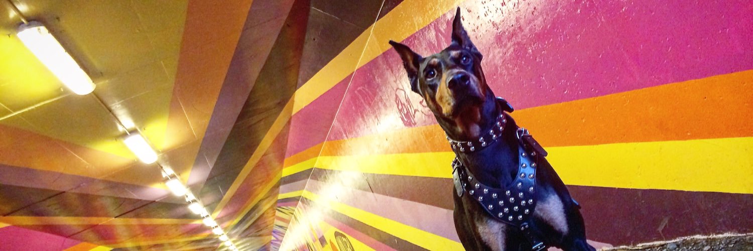 TakeTheLeadDog's profile banner image