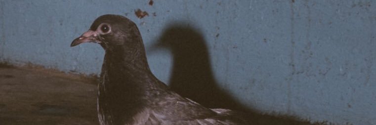 OldManFighter's profile banner image