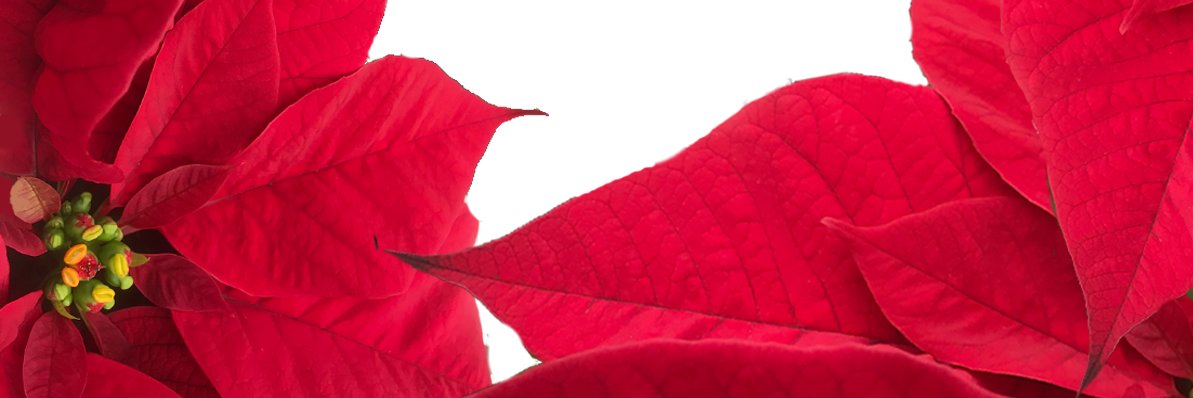 unclejdigsdirt's profile banner image