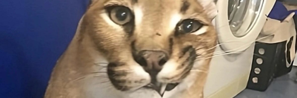 jackamac99's profile banner image