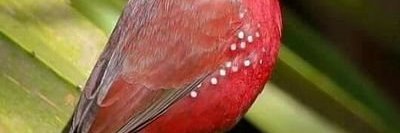 tricktattoo's profile banner image
