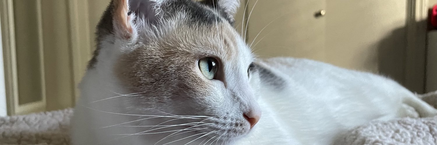 TessaPiazza's profile banner image