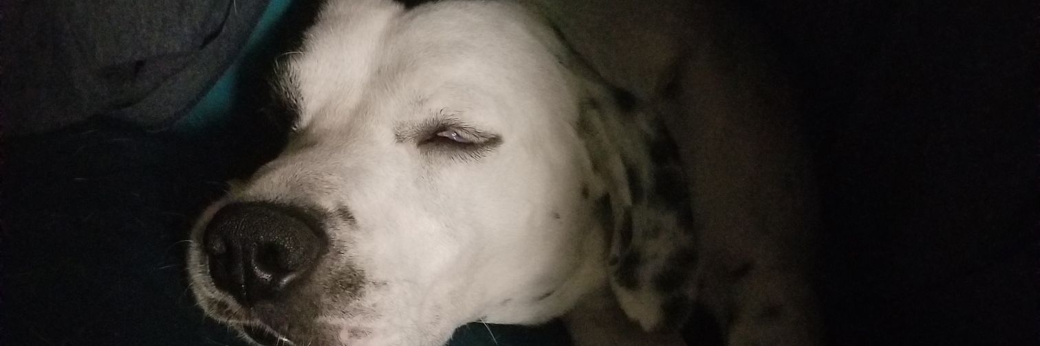 Steven Hamilton banner