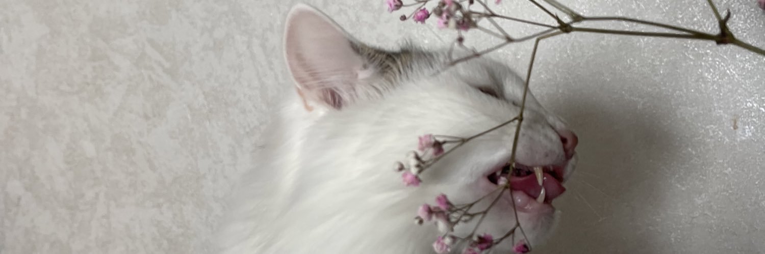 dartz_waifu's profile banner image