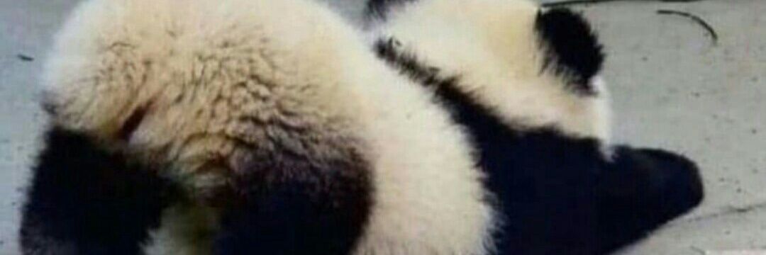 pandaisme_'s profile banner image
