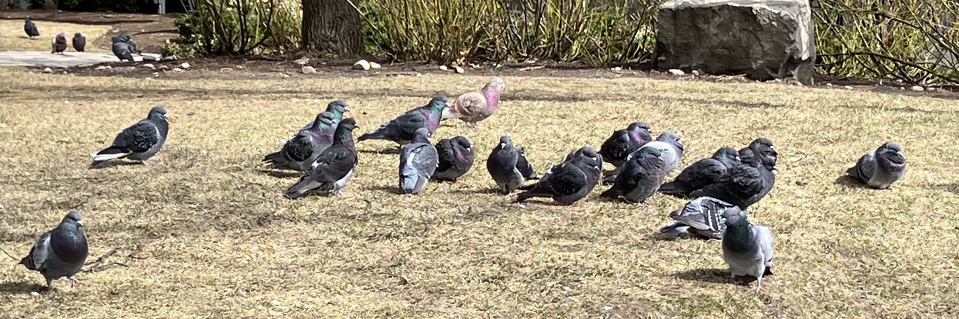 Lizard 🇵🇸🏳️‍🌈 banner