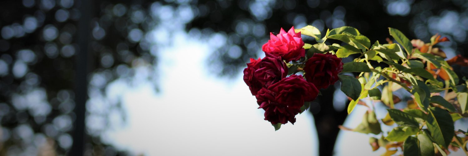 ccnahmet's profile banner image