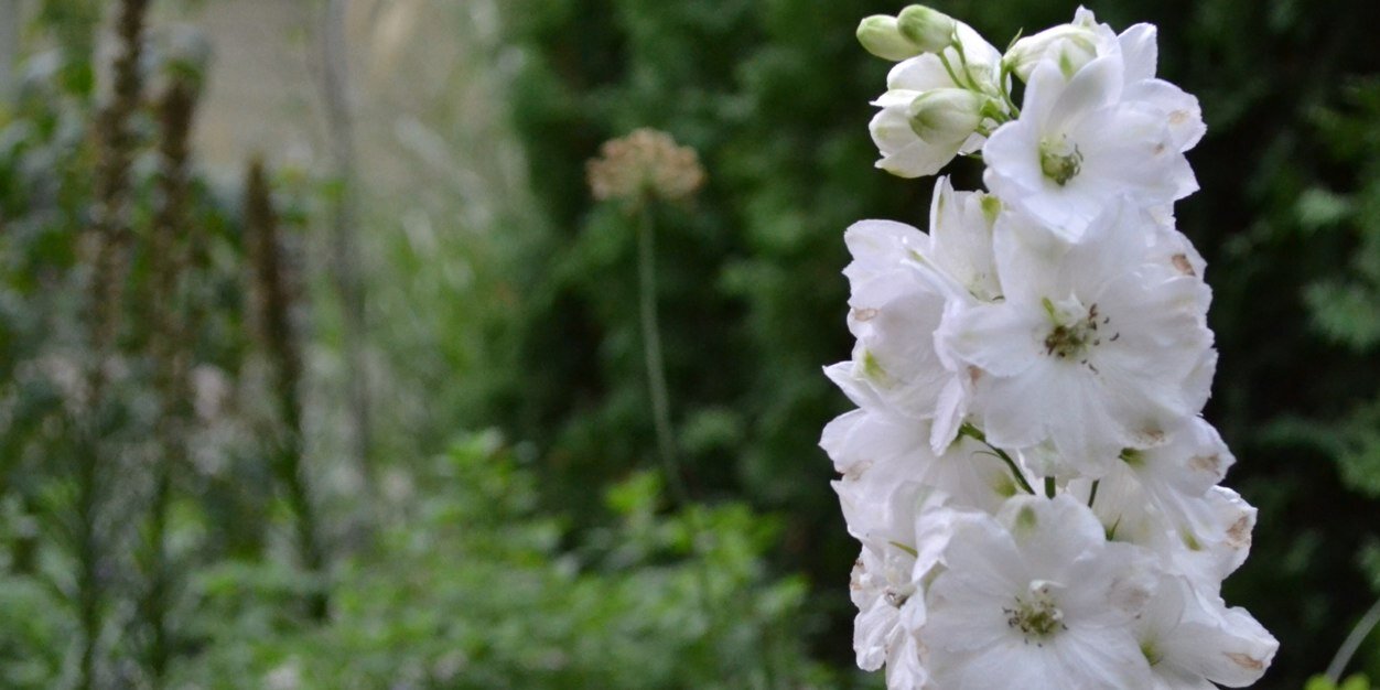 ApostropheGrdns's profile banner image