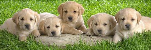 𝓙𝓾𝓵𝓲𝓪𝓷𝓪 banner