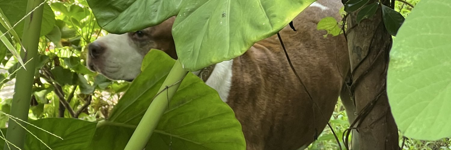 DanyGaxy's profile banner image
