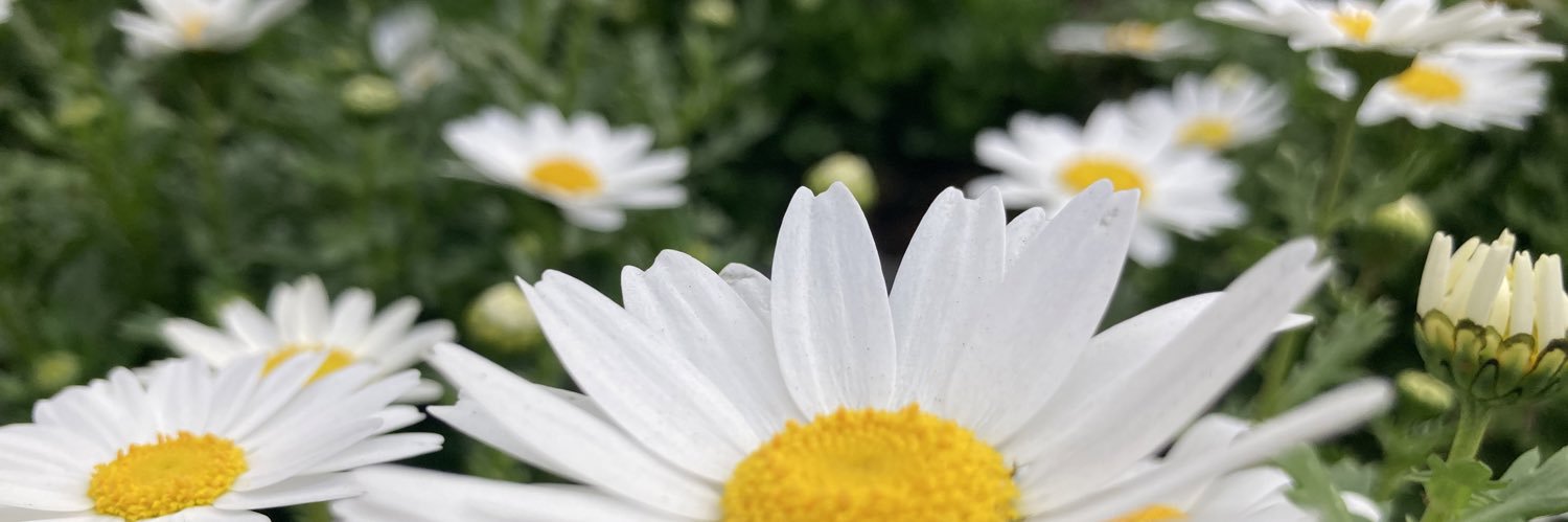 日本そば菊泉本店 banner