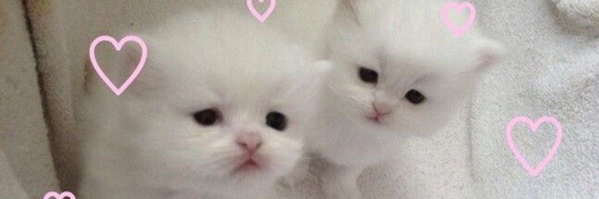 sweetieJJC's profile banner image