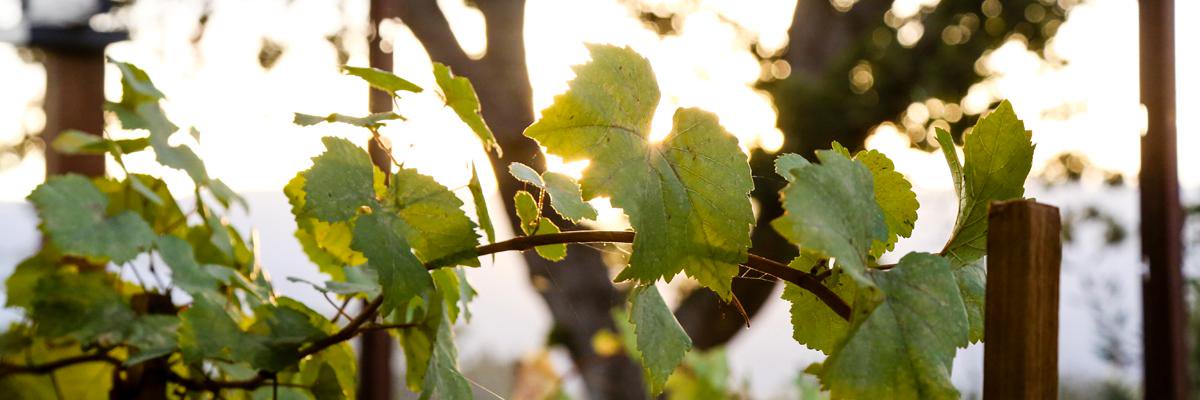 WindyPix's profile banner image