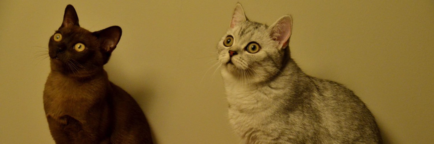 Emma Jane Walker banner