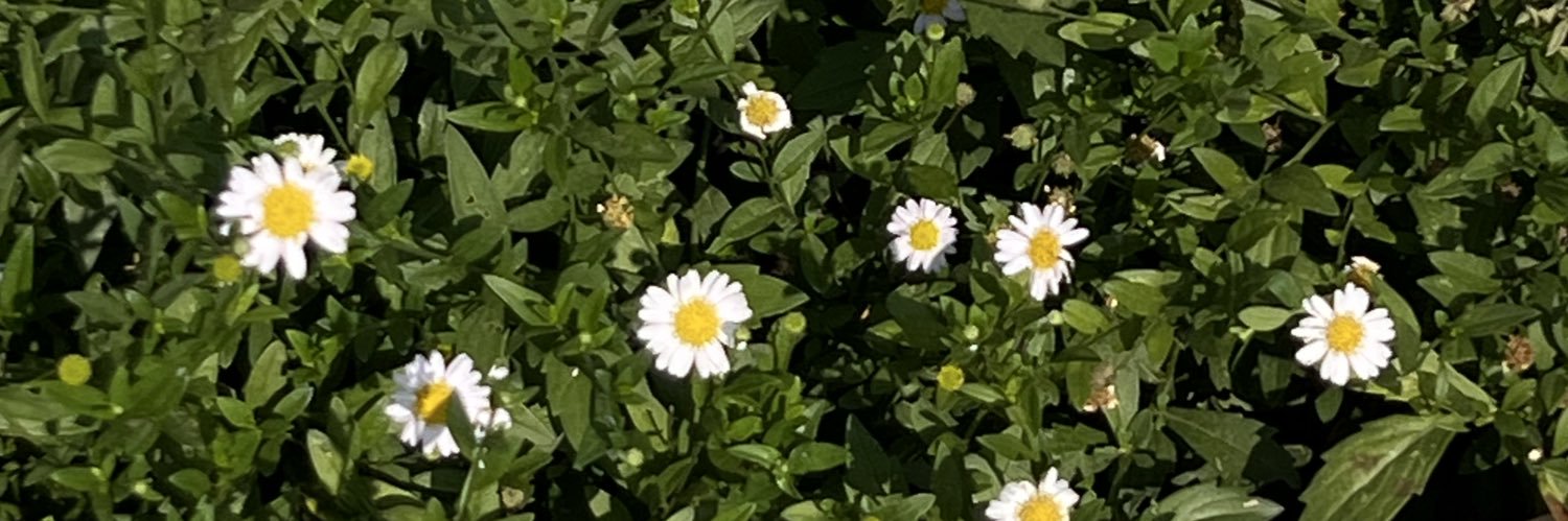 Pamuuu4's profile banner image