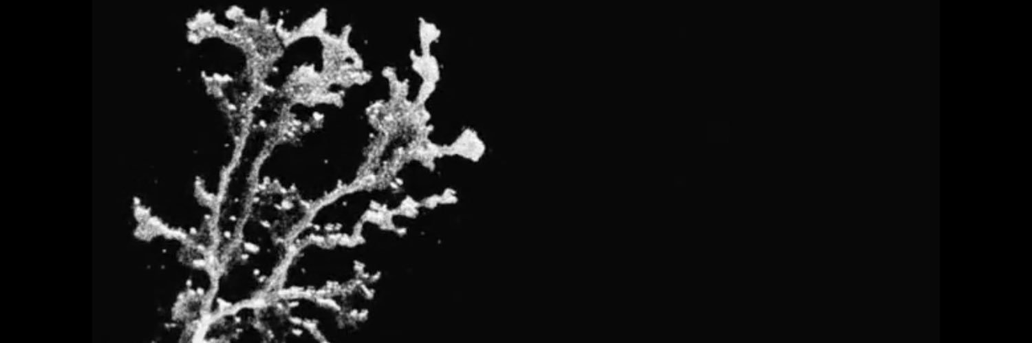 KingNothing🖤 banner
