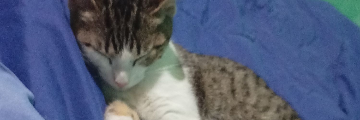 ailinsole's profile banner image