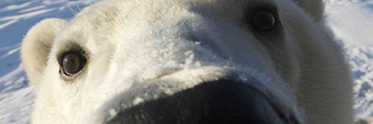 Škar ƒaust banner