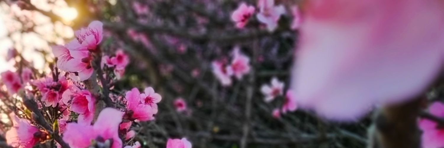 BruneGiuli's profile banner image