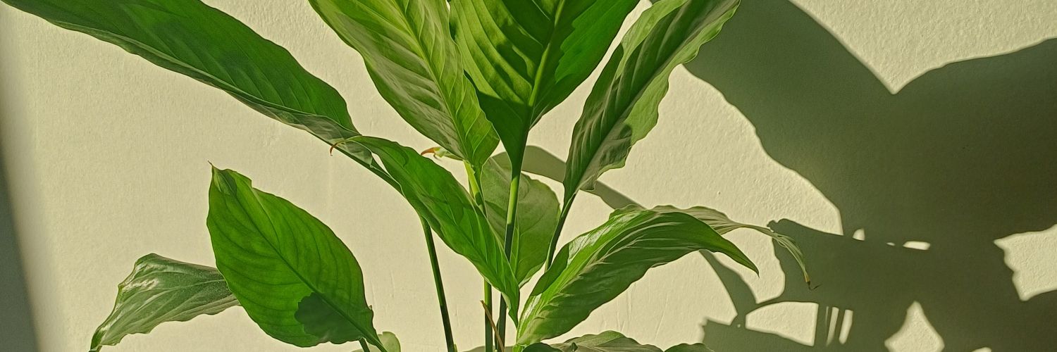 CamiSacco2's profile banner image