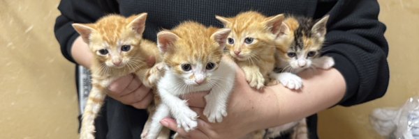 kamezin2 Profile Banner