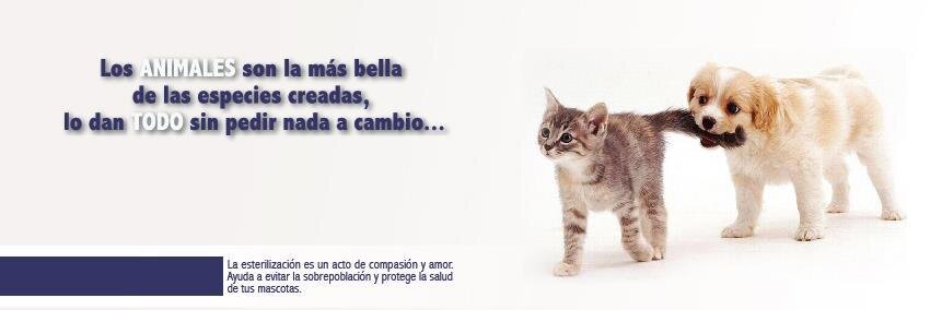 FondoAnimal's profile banner image